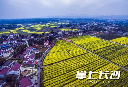 浏阳古港镇梅田湖松山屋场附近的油菜花盛放,众多游客在金黄色的花图片