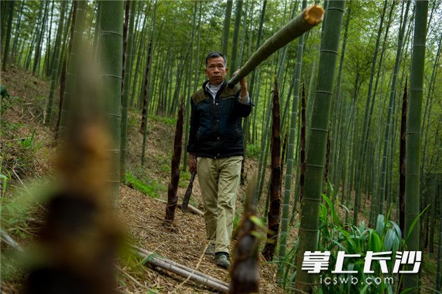 砍竹：刘俊杨从山上砍下嫩竹，准备破料浸泡。
