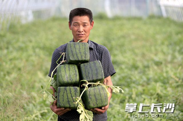 6月23日，江苏省盱眙县观音寺镇西瓜种植合作社社员李秀军将方形西瓜搬运出大棚。
