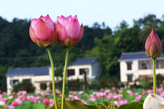 光明村有大片的荷池，花朵映着民居，份外美丽。