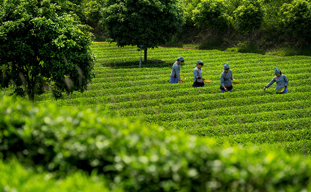 到了春时，湘丰村便多了很多采茶姑娘。