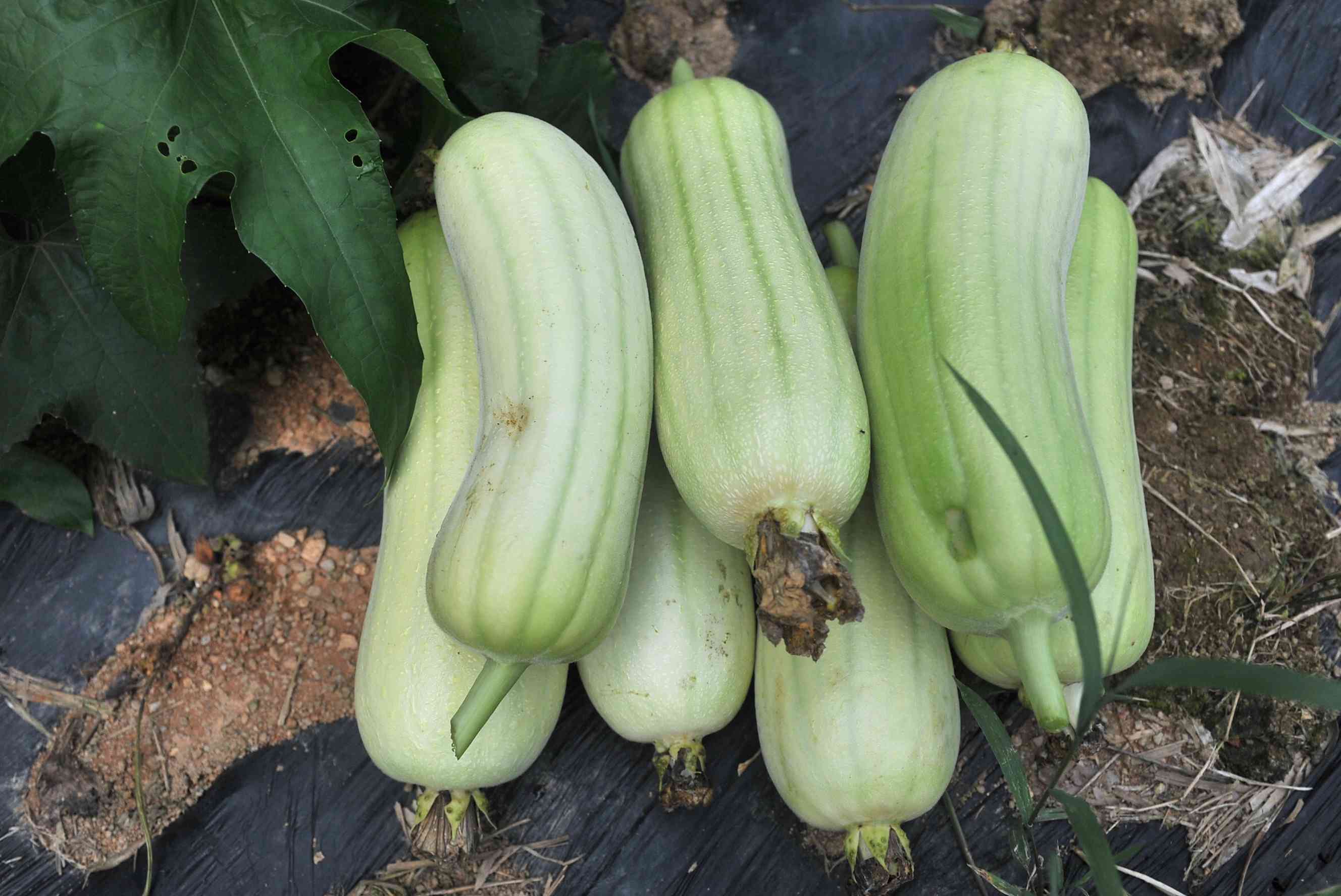 今年，贺庆生种的丝瓜至今产出了300多公斤。长沙晚报全媒体记者 贺文兵 摄