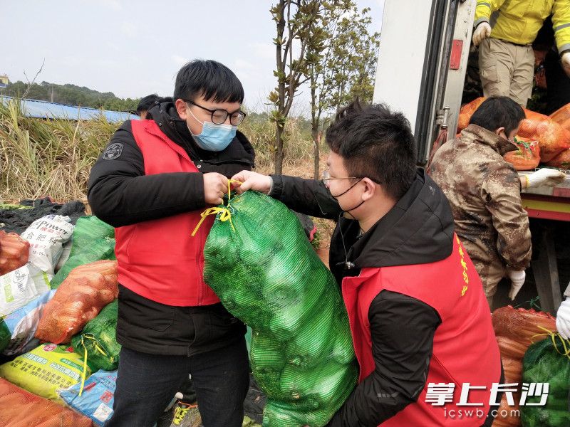 帮村民采摘支援武汉的蔬菜。