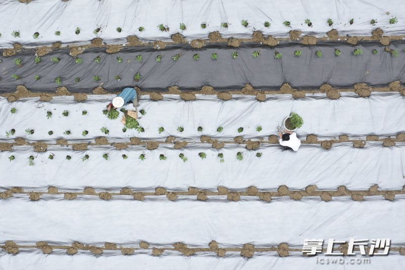 4月10日，开福区凤羽村春耕备耕氛围火热，当下农民正忙着育秧，开启新一季的农业生产。