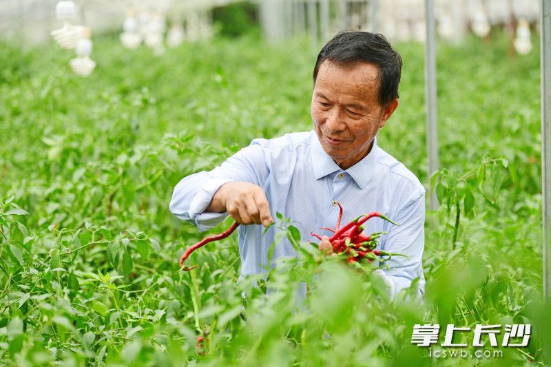 已年逾8旬的杨意红是浏阳市葛家镇金源村村民，也是浏阳农业种植界赫赫有名的“辣椒大王”。