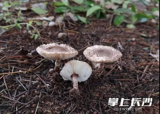 肉褐鳞环柄菇。图片由湖南师范大学陈作红教授提供