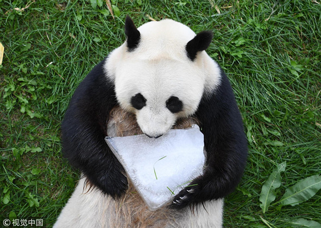 2018年7月19日，长春。吉林省东北虎园熊猫馆的大熊猫“嘉嘉”和“梦梦”在室外展览区开启了避暑度假模式，时而悠闲地在水池内“泡澡"，时而品尝着饲养员为它们准备的纯净水“冰棍"。本组图文来源：视觉中国