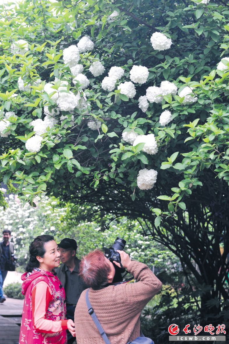 昨日，市民在紫凤公园赏琼花。长沙晚报记者 小刘军 摄