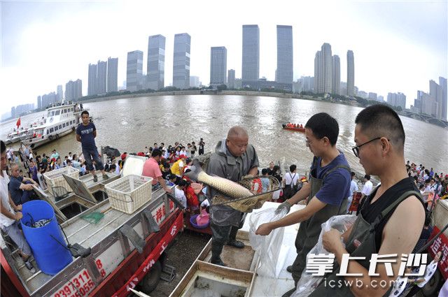 2018年湖南省大型放鱼活动举行。照片均为长沙晚报记者 王志伟 摄