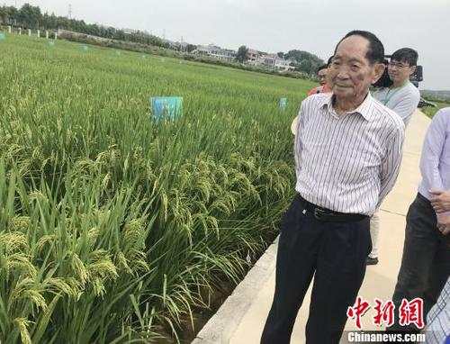 资料图 袁隆平正在田间察看水稻生长情况。