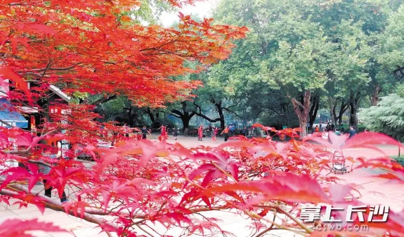 ▲烈士公园内，红红的枫叶美不胜收。