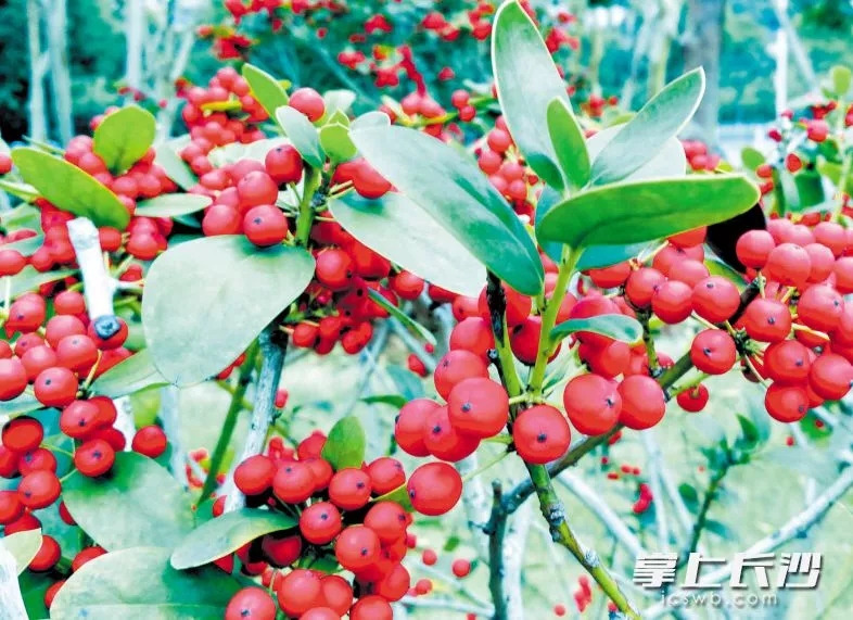 ▲浏阳河风光带，鲜红的果实在讲述秋天的故事。