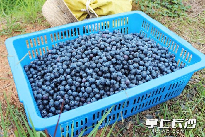 开慧镇的蓝莓采摘进入旺季
