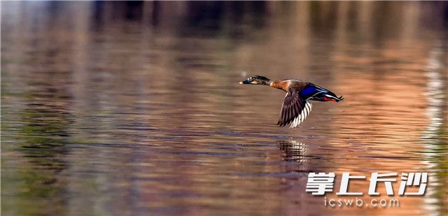 阳光下，野鸭在水面上扑闪着翅膀低空飞行，仔细寻觅水里的“猎物”。