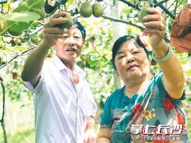 金秋时节迎丰收，果农杨海元和妻子刘清莲正在园子里采摘硕果。长沙晚报记者 钱娟 摄