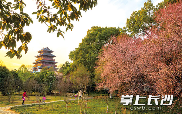 随着植树活动在宁乡市广泛展开，市民的生活环境将充盈着红花绿叶鸟语花香。