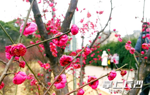 春节期间，公园内梅花朵朵开，喜庆自然来。长沙晚报记者 周柏平 摄