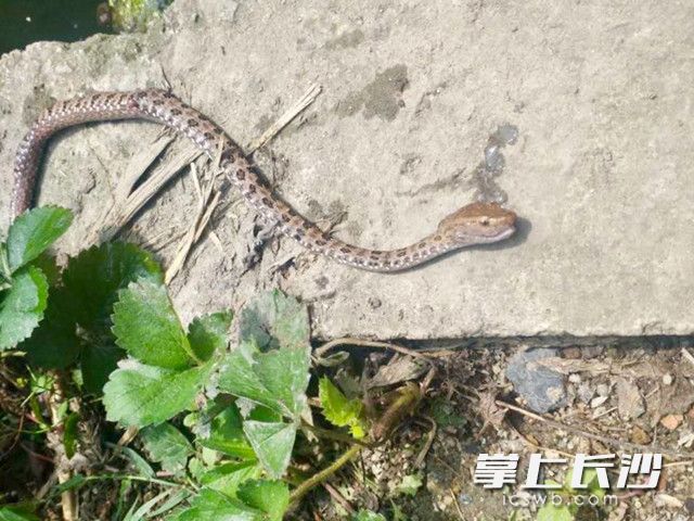咬伤小娇的烙铁头蛇是一种剧毒蛇，已被邻居打死。