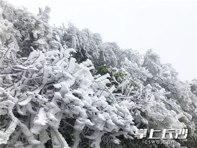 湖南2018年第一场雪也来了，就下在了张家界天门山。照片均为通讯员供图