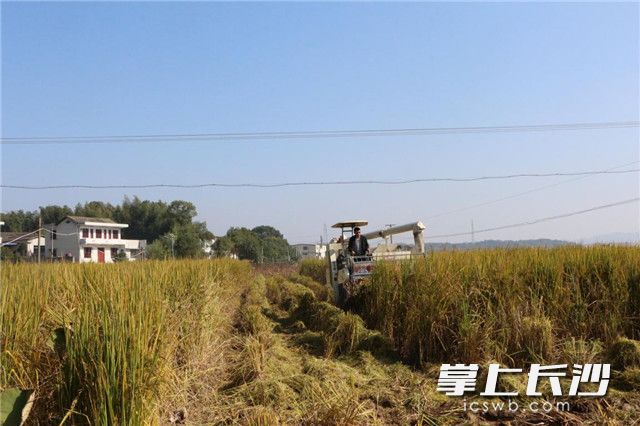 收割机开进巨型稻的田里，一下就被株高叶密的稻杆“隐藏”了大半。