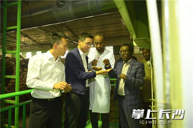 三一重工埃塞公司技术服务经理陈兆武（左二）察看合作伙伴今年咖啡豆的质量。 长沙晚报记者 黄启晴 摄