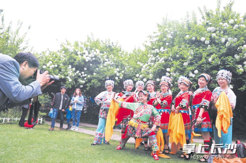 昨日，一群身着民族服饰的舞蹈爱好者在紫凤公园的琼花前合影留念。 长沙晚报记者 小刘军 摄