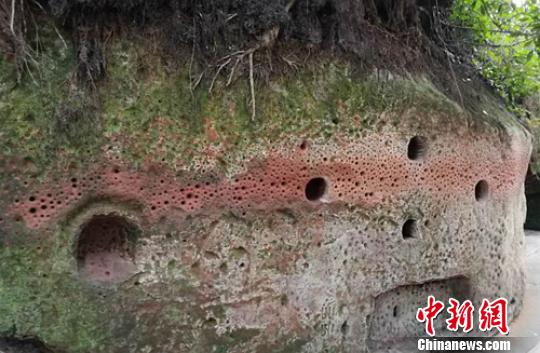 乐山大佛景区内一处满是孔洞的红砂岩壁。钟欣 摄