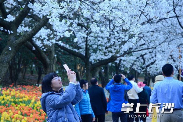 近几日，湖南省森林植物园内满树的吉野樱花及成片郁金香盛开，将该园推入一年中最佳的赏花季节。长沙晚报全媒体记者 周柏平 通讯员 彭炜 摄影报道