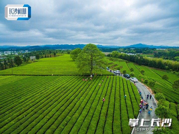 2019年4月6日，金井镇万亩茶园里，驾车前来的市民、游客穿梭在飘着丝丝清香的游道上。