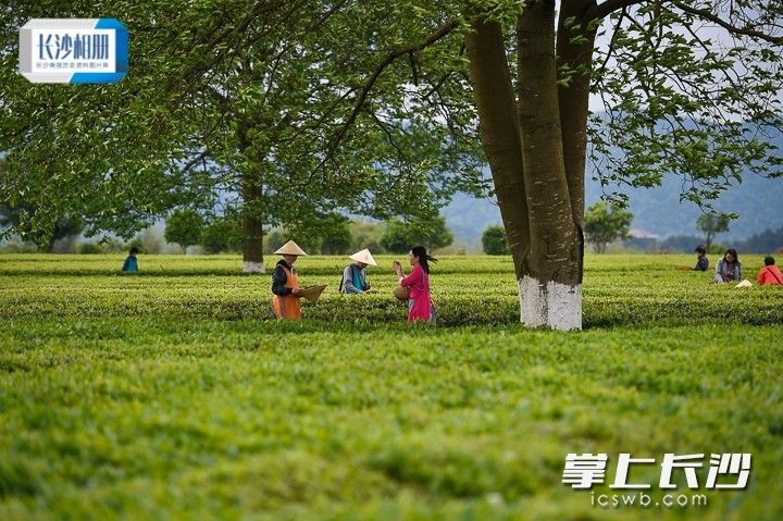 前来体验采茶的市民和游客跟随采茶工在茶园里采摘春茶。