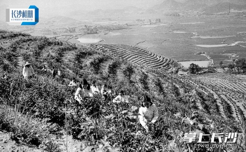 1958年4月16日，金井公社东山大队的300亩茶园迎来春茶采摘时节，大队组织了200人的摘制茶叶队集中采摘。