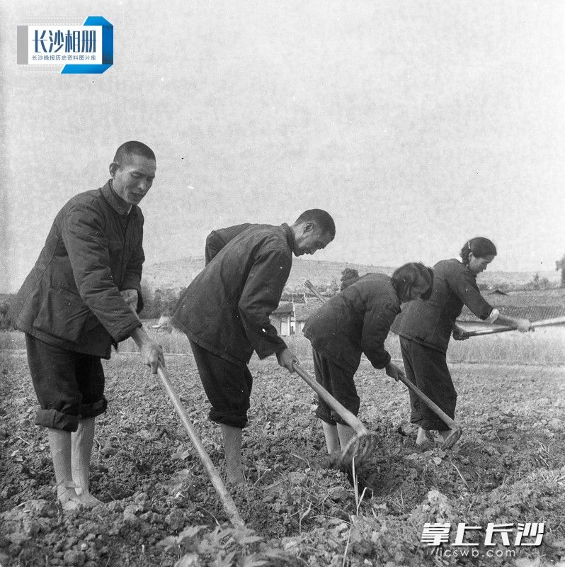 1965年12月24日，金井公社溪胜大队大丘墈生产队队员正在平整茶园土地，准备开春栽种新苗。