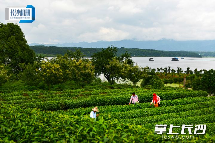 2014年，风光旖旎的金井水库岸边已是延绵的茶园，采茶工正在专心的采摘春茶。全裕高 摄