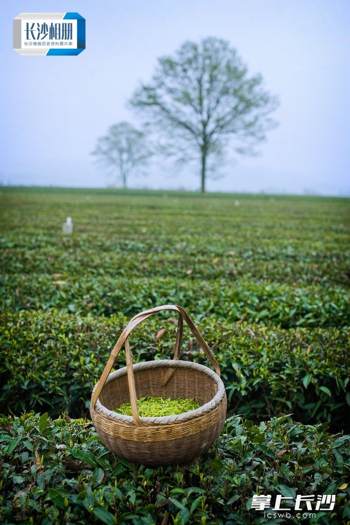 一篮篮玉琢般的茶尖散发出丝丝清香。