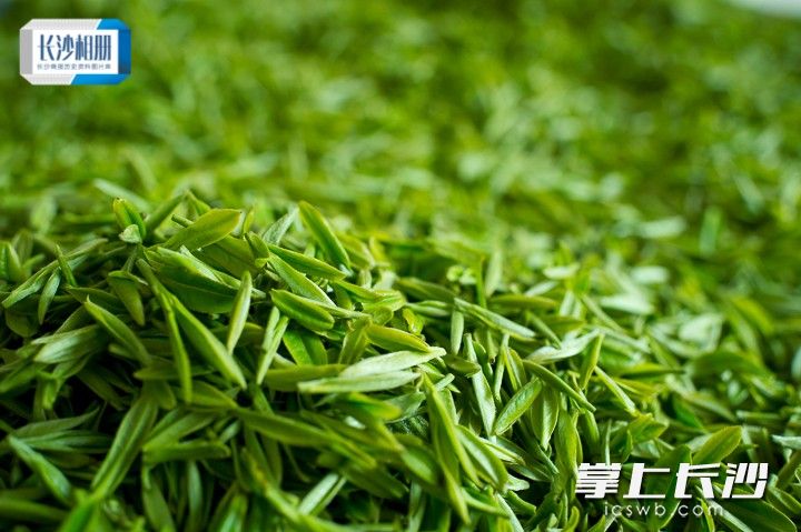 新茶采摘回来后，在篾晒垫上均匀翻动，摊青的时间和温度对绿茶香气的形成至关重要。