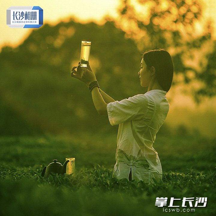 片片兼清香，产自金井的长沙绿茶，已经成为湖南绿茶的知名品牌。