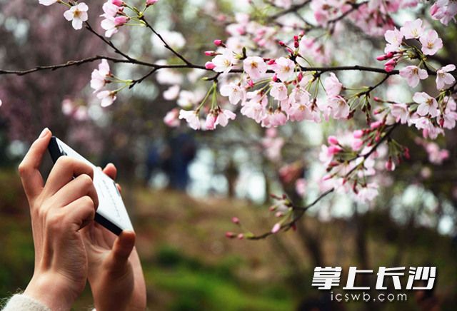 湖南省森林植物园内樱花进入盛开期，“春之歌”系列花展已入佳境。长沙晚报记者 周柏平 通讯员 彭炜 摄