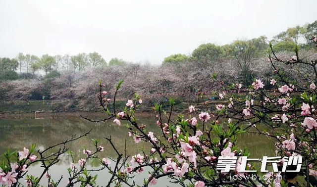 湖南省森林植物园内樱花进入盛开期，“春之歌”系列花展已入佳境。长沙晚报记者 周柏平 通讯员 彭炜 摄