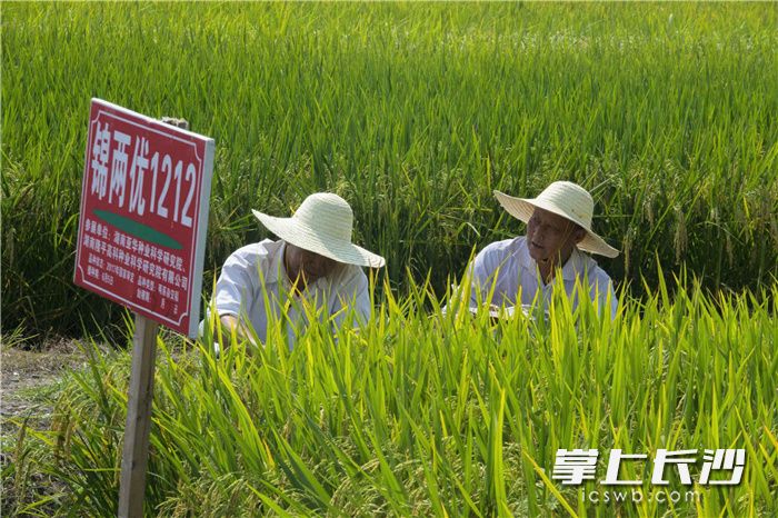 实地观摩水稻新品种、新技术