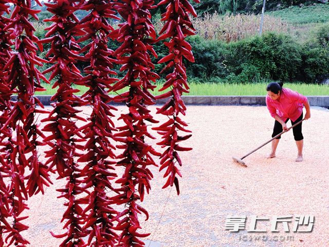 8月7日，在四川省达州市福春种植专业合作社，种植户杨体琼在晾晒玉米。