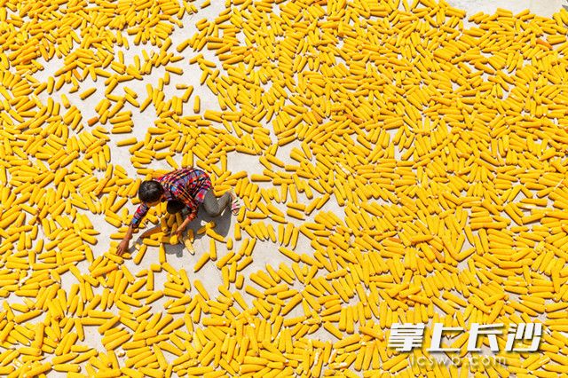8月7日，在重庆市南川区兴隆镇金禾村，一名村民在晾晒刚刚收获的玉米。 