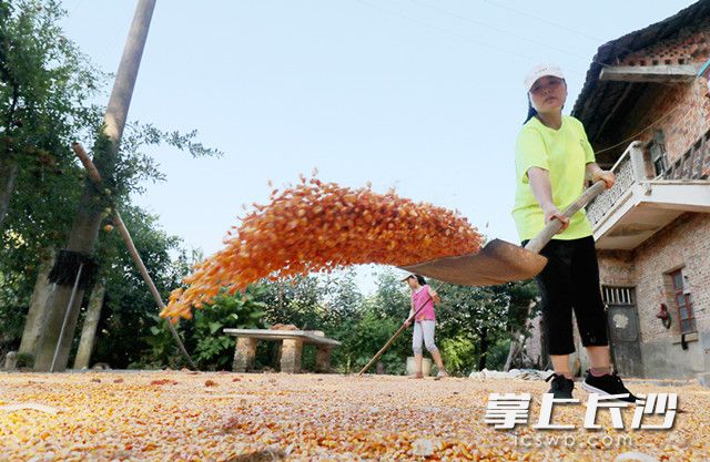 8月7日，在湖南省涟源市桥头河镇，一名母亲带着孩子来农户家晾晒玉米，体验农家生活。
