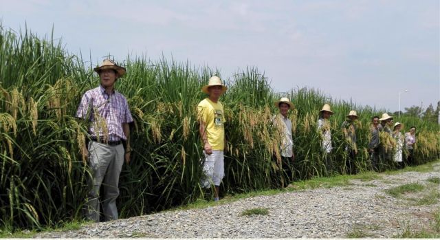 夏新界（前排左一）站在“巨型稻”中间。中科院亚热带农业生态研究所供图。