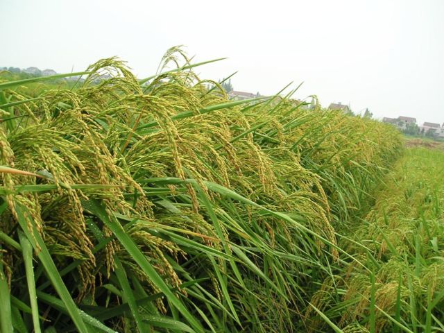 一边是巨型稻培育的“湘巨1号”，一边是普通杂交水稻。中科院亚热带农业生态系统研究所供图。