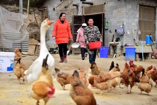 2017年3月6日，安徽省岳西县和平乡和平村第一书记、驻村扶贫工作队队长、“80后”的王珍（左）在贫困户开办的养鸡场里了解情况。新华社记者 刘军喜 摄