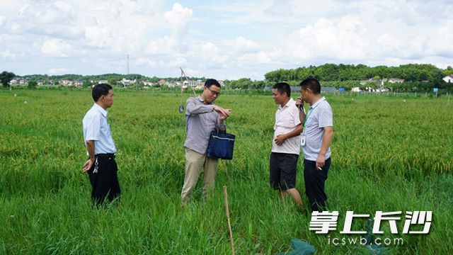 洪水消退，湖南农大专家在稻蛙基地开展技术救灾补损工作。