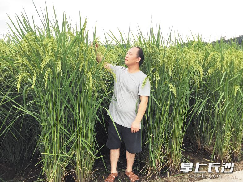 试验中的全新水稻品种最高接近两米。王化永供图