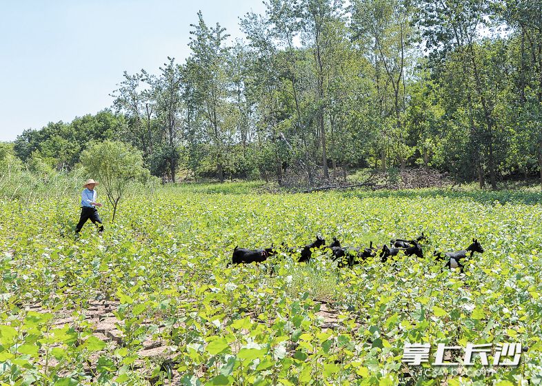 兴马洲上，村民李洪德正在放羊。洪灾过后，他养了20多只羊，现在这些羊长得很好。长沙晚报记者 邹麟 摄