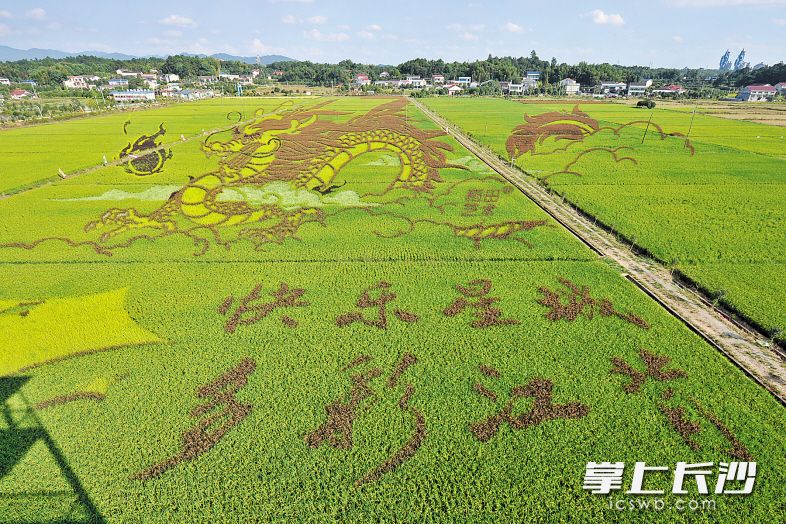 江背镇的3D稻田画是目前长沙面积最大、精美度最高的稻田艺术作品。