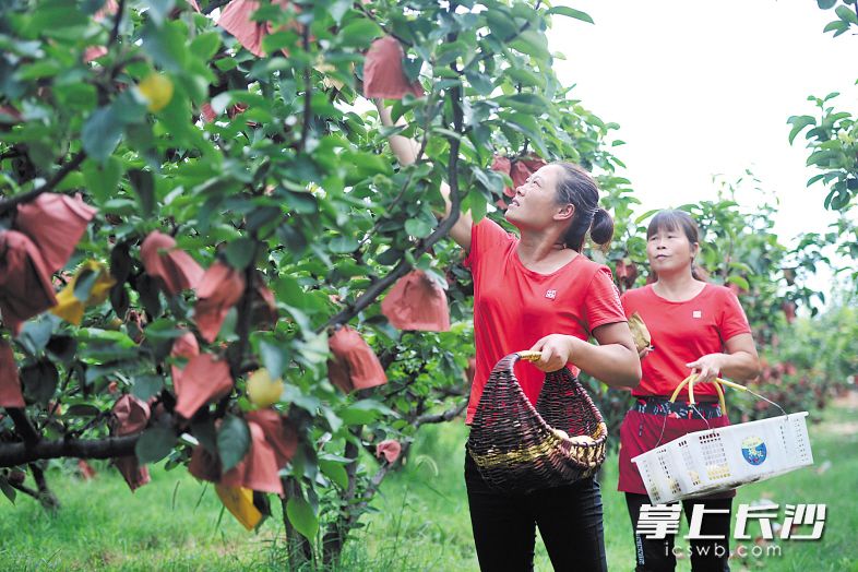 　收获的季节里，位于岳麓区莲花镇的果业种植基地中，游客在采摘黄金梨。 王志伟 摄